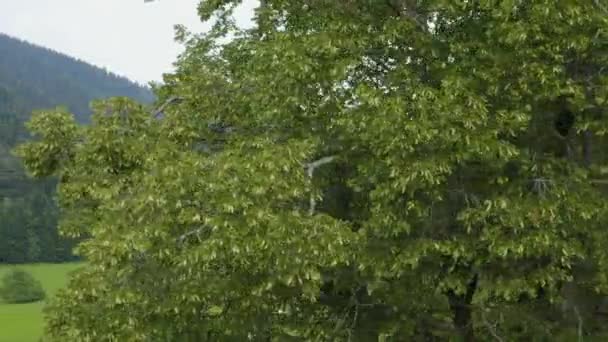 Árbol Verde Vanguardia Prado Con Campo Verde Parte Posterior Montaña — Vídeos de Stock