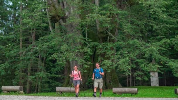 Hikers Walk Linden Tree Admire Its Majesty Najevska — Stock Video