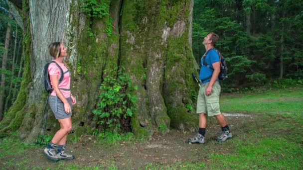 Couple Hold Hands Large Najevnik Linden Tree Trunk Slovenia — Stock Video