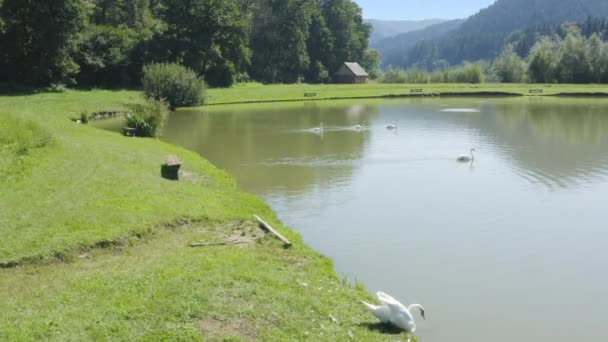 Cuatro Hermosos Cisnes Blancos Nadando Lago Hermoso Día Soleado — Vídeos de Stock