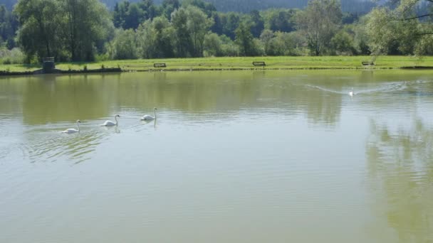 Три Прекрасных Белых Лебедя Плавающих Один Другим Озере Солнечный День — стоковое видео