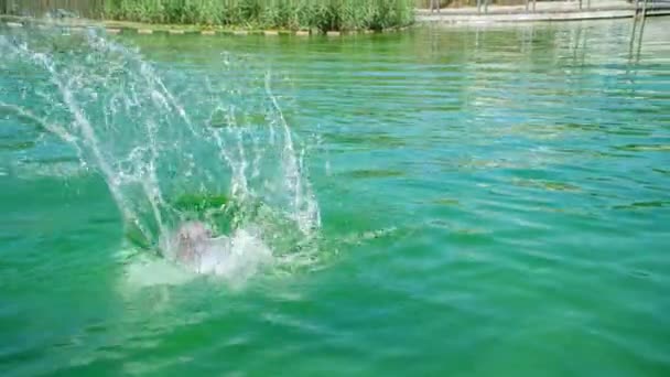 Молода Леді Носить Бікіні Кидається Озеро Розливається Вода — стокове відео