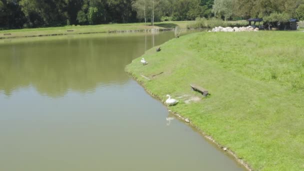 Due Cigni Bianchi Piedi Vicino Lago Godersi Luce Del Sole Filmato Stock