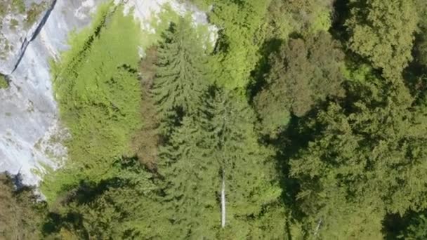 Vista Aérea Superior Árvores Verdes Verão Uma Floresta Eslovênia — Vídeo de Stock