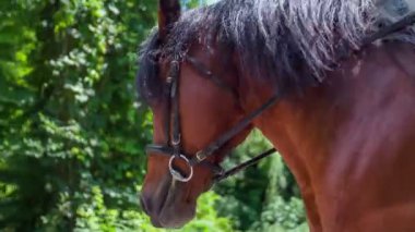 Kişini at arabası üzerinde düğün töreni