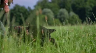Hunter'ın köpek güzel bir yeşil çim