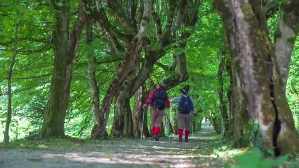 Excursionistas están observando la naturaleza — Vídeo de stock