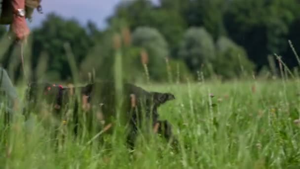 Hunter's dog in a nice green lawn — Stock Video