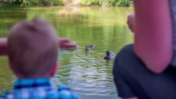 Familie schaut Enten zu — Stockvideo