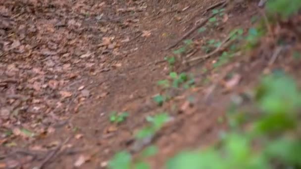 Bicicletas cuesta abajo en el camino natural — Vídeo de stock