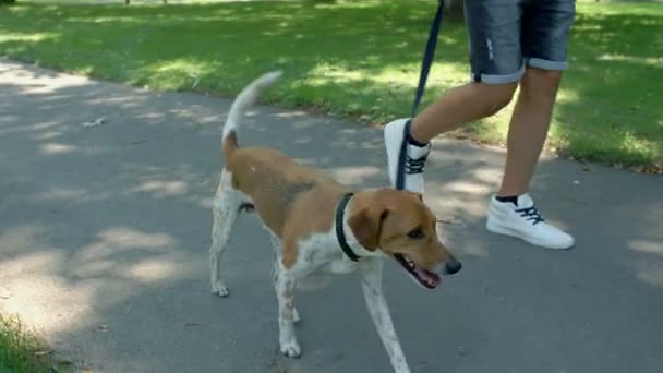 Genç adam köpeğiyle yürüyor — Stok video