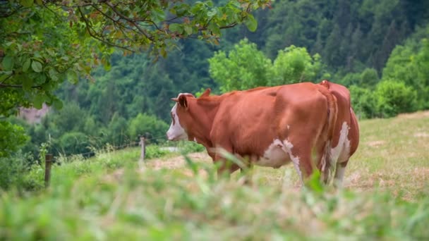 Vacas de pie en el pasto — Vídeo de stock