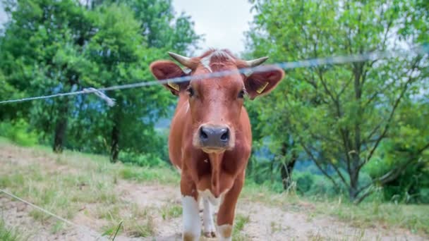 Vaca em pé no meio da natureza — Vídeo de Stock