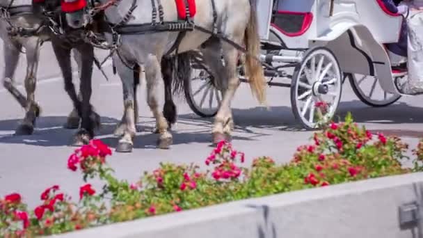 Las personas que montan en el carro de caballos en la ceremonia de boda — Vídeos de Stock