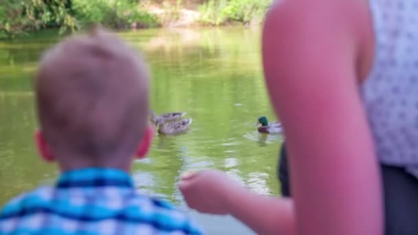 Mujer y niños alimentando patos — Vídeos de Stock
