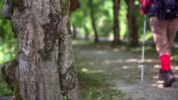 Excursionistas están observando la naturaleza — Vídeo de stock