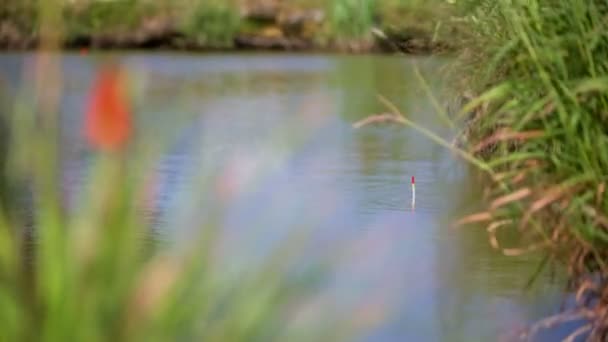 Teich mit sauberem Wasser — Stockvideo