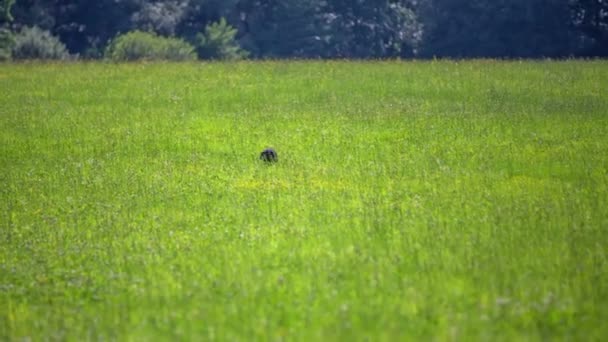 Chien de chasseur dans une belle pelouse verte 