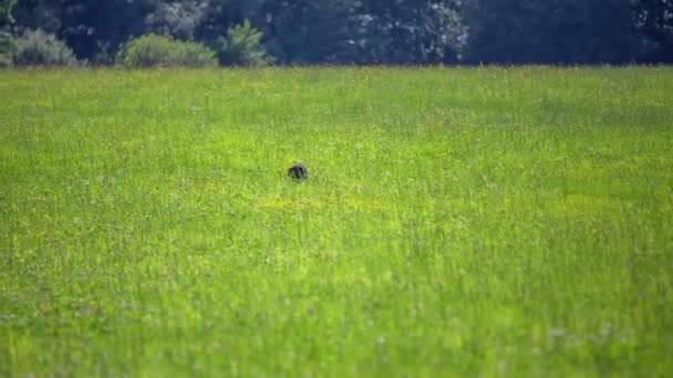 Perro de cazador en un bonito césped verde — Vídeos de Stock