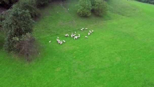 Pastoreio de ovelhas em um dia de verão fora — Vídeo de Stock