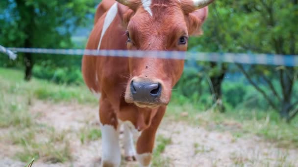 Vaca de pie en medio de la naturaleza — Vídeo de stock