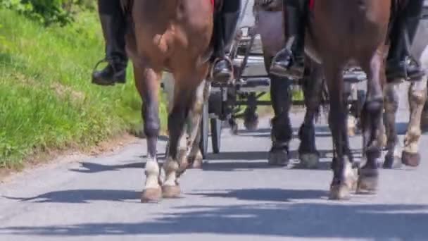 Pessoas montando em Carruagem de cavalo na cerimônia de casamento — Vídeo de Stock