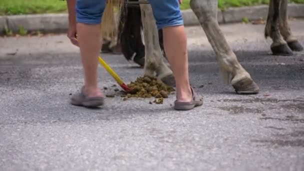 Man rengör häst skit från asfalt — Stockvideo