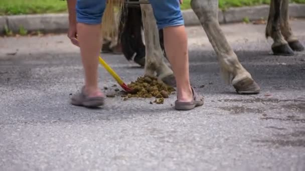 Mann reinigt Pferdescheiße vom Asphalt — Stockvideo