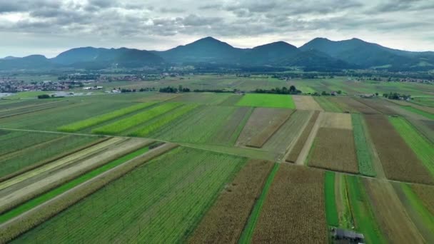 Champs de maïs immenses et champs de houblon et de blé — Video