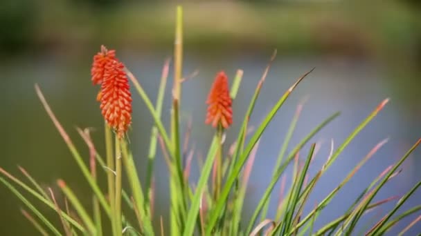 Flores creciendo cerca de estanque — Vídeos de Stock