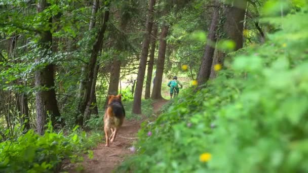 Cão está correndo atrás de pilotos de downhill — Vídeo de Stock