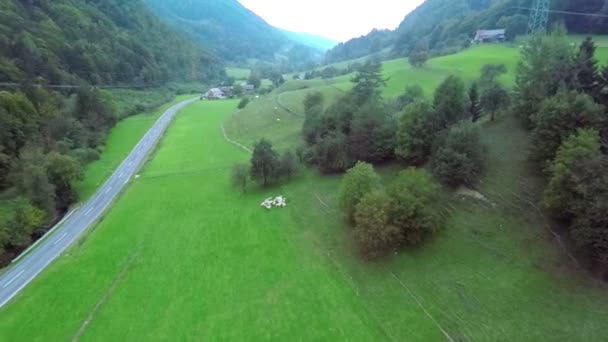 Pâturage des moutons dans la nature — Video