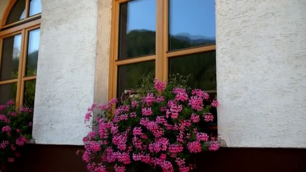 Hermosas flores de pie en la ventana — Vídeos de Stock