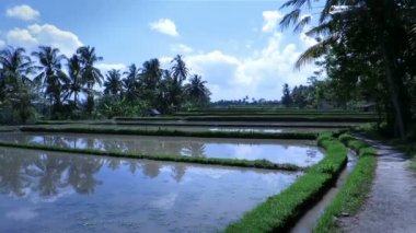 palmiye ağaçları ile pirinç ekimi