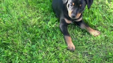 köpek yavrusu onun eğitmeni ile oynamak istiyorum