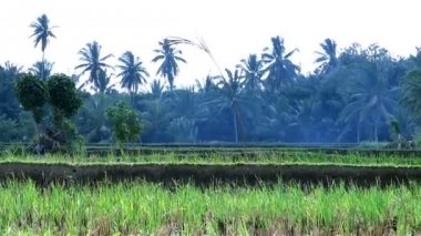 Yeşil otlar rüzgarda sallayarak