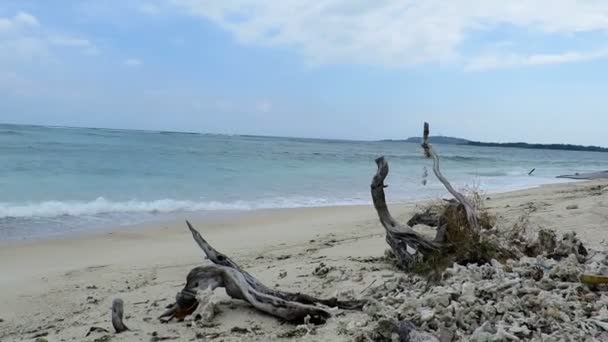 Madera a la deriva y corales en la playa idílica — Vídeos de Stock