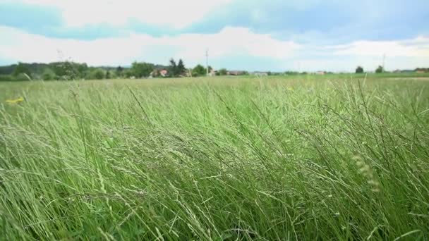 Травяные поля размахивают — стоковое видео