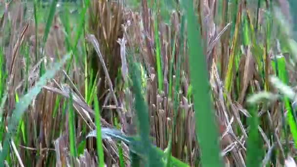 Tallos de arroz cortado suavemente temblando en el viento — Vídeo de stock