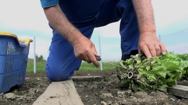 Agricultor colhendo os legumes — Vídeo de Stock