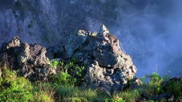 Monos sentados en una piedra — Vídeo de stock