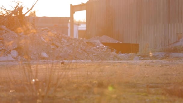 草田与成堆的废钢和瓦砾与工厂 — 图库视频影像