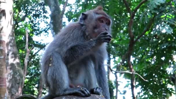 Apan sitter på ett träd — Stockvideo