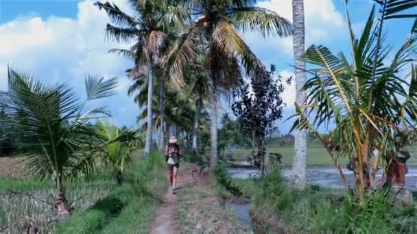 쌀 분야에서 산책 하는 카메라와 함께 관광 — 비디오