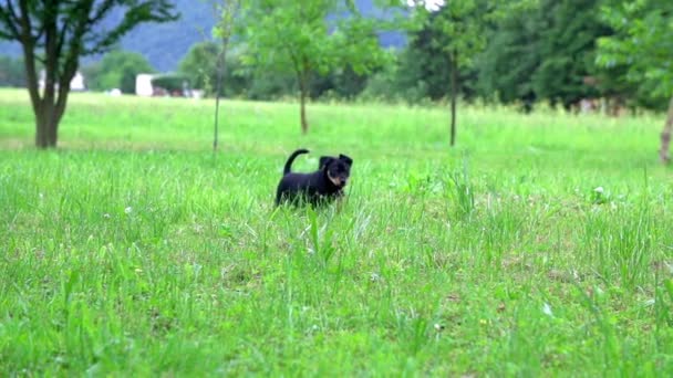 Filhote de cachorro está explorando arredores — Vídeo de Stock