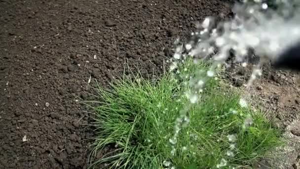 Manually watering the garden — Stock Video