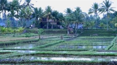 alanları su havuzları ile pirinç ve palmiyeler