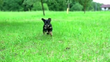 doğada çalışan köpek yavrusu
