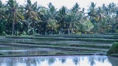 Palmiye ağaçları ile güzel pirinç ekimi