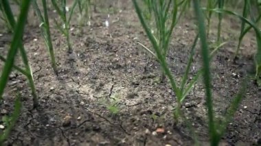 El ile Bahçe Sulama